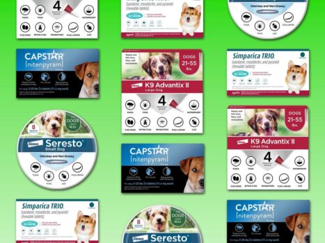 10 Best Pet Flea and Tick Preventions