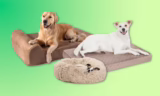 Top 10 Best Dog Beds of 2026